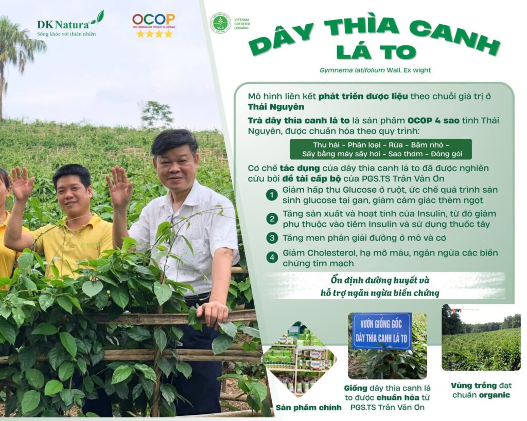 PGS. TS. Trần Văn Ơn và vùng trồng Dây thìa canh lá to DKNatura